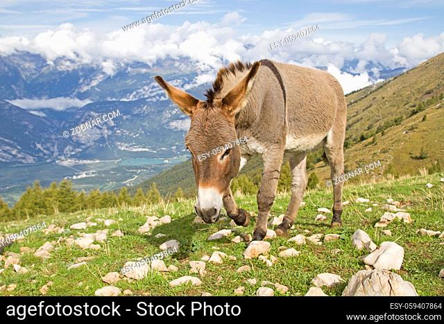Esel weidet auf einer einsamen Bergwiese in der Gebirgsgruppe des Monte Bondone in den Trentiner Bergen