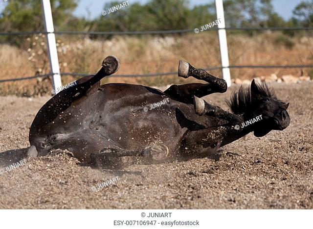 caballo de pura raza menorquina prm horse outdoor rolling on floor