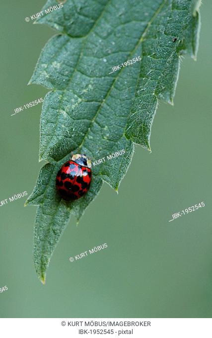 Harlequin Ladybird, Asian lady beetle, or Japanese ladybug or (Harmonia axyridis) on nettle leaf
