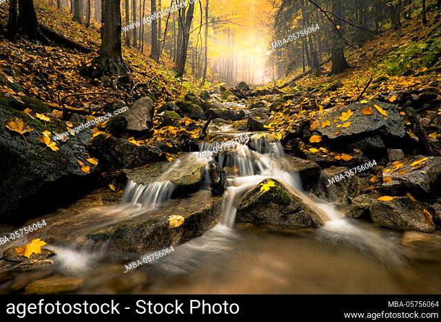 Autumn forest with small stream, Carpathians, Slovakia, Europe