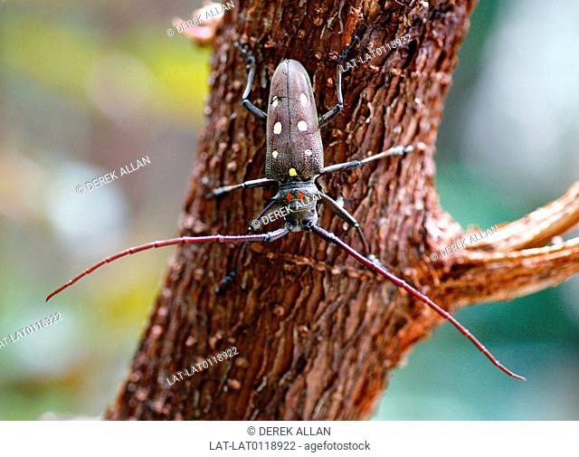 The Asian Longhorned Beetle is native to China and other areas of the Far East. They lay their eggs in tree bark and and is now regarded as a pest which spreads...