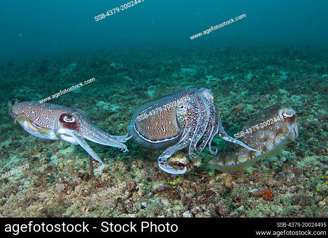 Three Pharoah Cuttlefish, Sepia pharaonis, interacting together close to the seabed, Taliabu Island, Sula Islands, Indonesia