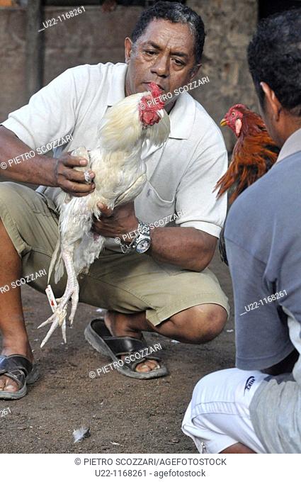 Dili (East Timor): two cocks pushed to fight each other by their owners during a futu manu (cockfighting) in the Leicidere neighborhood