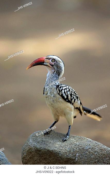 Red-Billed Hornbill, (Tockus erythrorhynchus), adult, Kruger Nationalpark, South Africa, Africa
