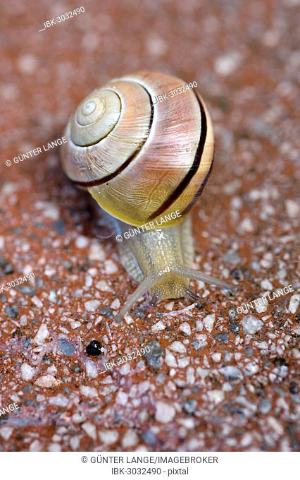 Grove Snail or Brown-lipped Snail (Cepaea nemoralis)