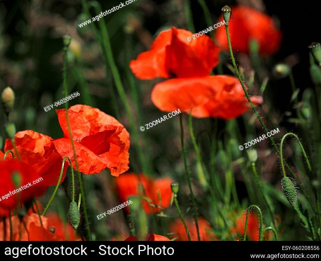Close up of a field of poppies, beautiful summer background