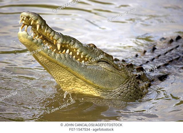 American Crocodile Crocodylus acutus. Costa Rica, tropical rainforest