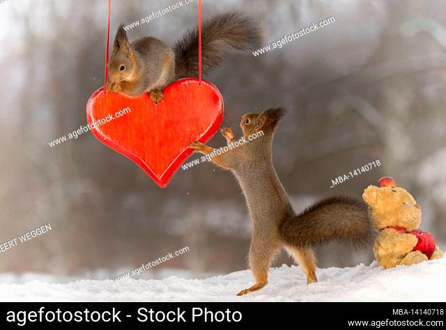 close up of red squirrel holding a big red heart standing in snow and another on it
