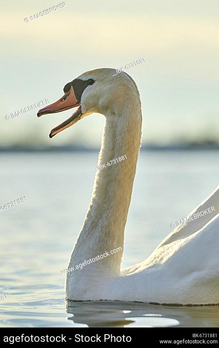 Mute swan (Cygnus olor) swimming on donau river, Bavaria, Germany, Europe