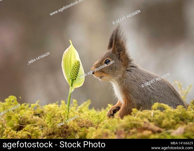 red squirrels standing on tree trunk with moss on mouth open