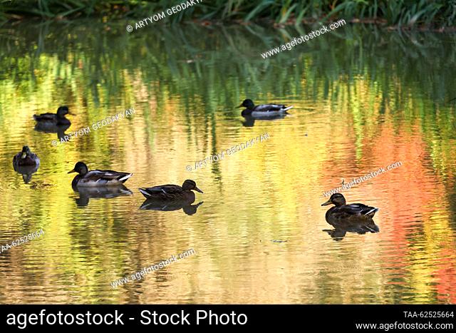 RUSSIA, MOSCOW - SEPTEMBER 23, 2023: Ducks are seen on a pond in the Tsitsin Main Moscow Botanical Garden of the Russian Academy of Sciences