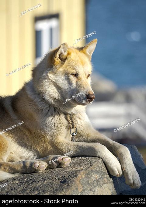 Sled dog in the small town Uummannaq in the north of west greenland. During winter the dogs are still used as dog teams to pull sledges of fishermen