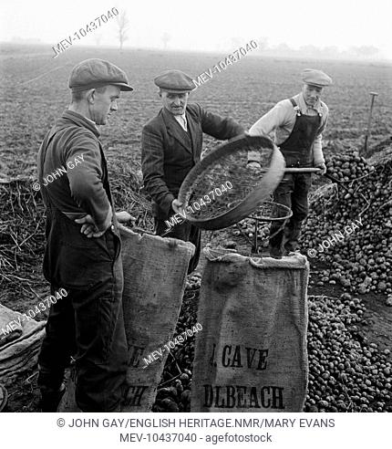 Farm workers harvesting potatoes on the Lincolnshire Fens near Holbeach, showing a man holding a potato riddle over a hessian sack with the words 'J Cave