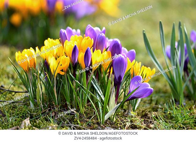 Spring Crocus or Giant Crocus (Crocus cultivars) flowering colourful in spring