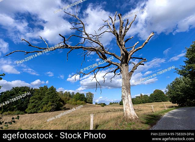 14 September 2022, Mecklenburg-Western Pomerania, Neuenkirchen: A dead tree stands at the side of a paved road. The drought and heat in recent months is also...