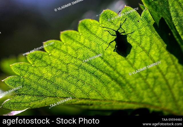 RUSSIA, IVANOVO - JUNE 3, 2023: A close-up image of an insect on a green leaf after rain in summer. Vladimir Smirnov/TASS
