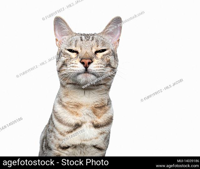 silver tabby bengal cat making funny face looking angrily or suspiciously isolated on white background