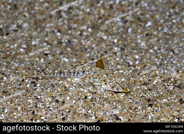 Common (Callionymus lyra) Dragonet, Costa Brava, Spain, Europe