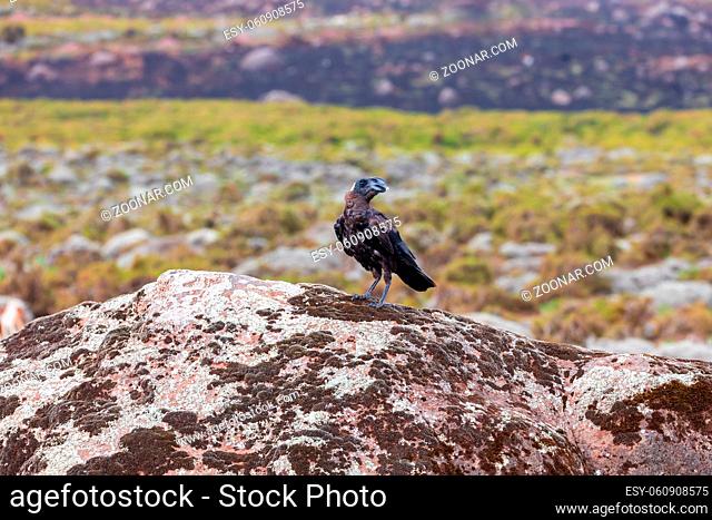 big black bird Thick-billed raven sits on a rock in natural habitat in Bale mountains, Ethiopia wildlife, Africa