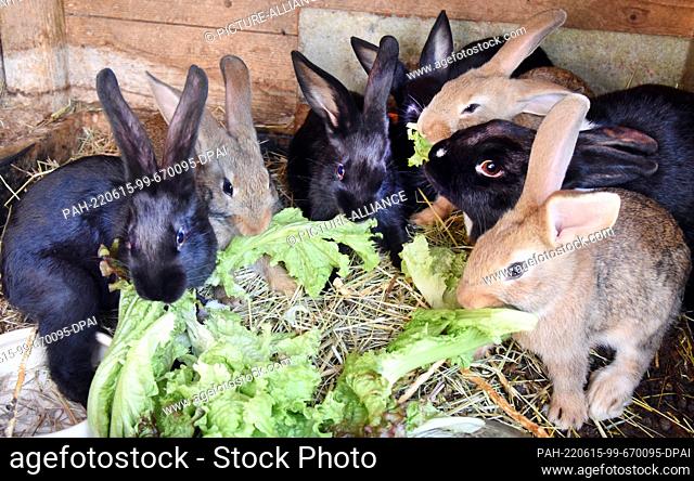 12 June 2022, Saxony, ---: Four-week-old rabbits eat lettuce. Photo: Waltraud Grubitzsch/dpa. - ---/Saxony/Germany
