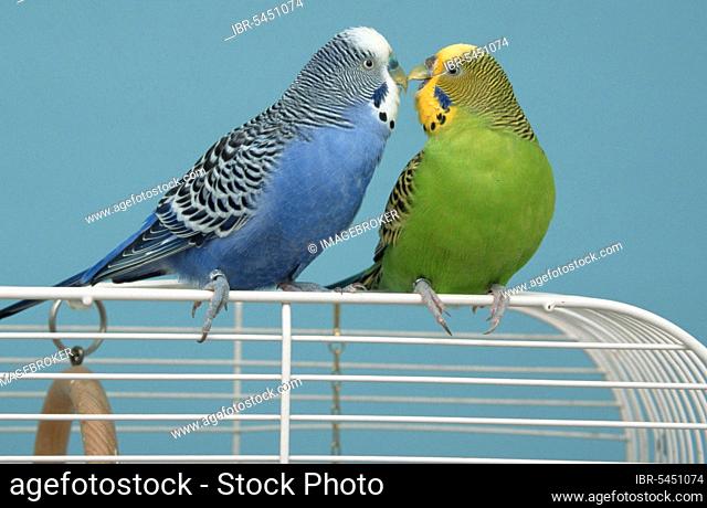 Budgies (Melopsittacus undulatus), pair on cage, normal-dark blue and normal-light green