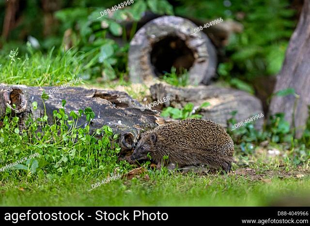 France, Bretagne, Ille et Vilaine, Common hedgehog (Erinaceus europaeus), near a stump in an undergrowth