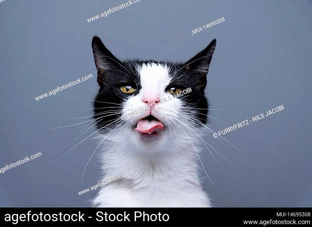 tuxedo cat making funny face, sticking out tongue looking at camera, portrait on gray background