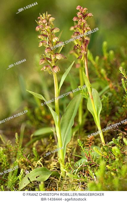Frog Orchid or Long-Bracted Green Orchid (Coeloglossum viride), Iceland, Europe