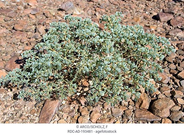 Dollar Plant, Namibia, Zygophyllum stapfii