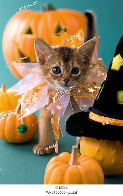 Abyssinian Kitten and Halloween