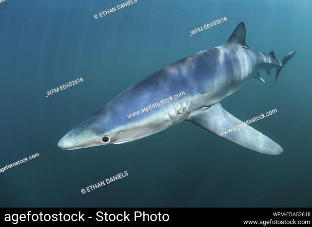 Blue Shark, Prionace glauca, Massachusetts, Cape Cod, USA