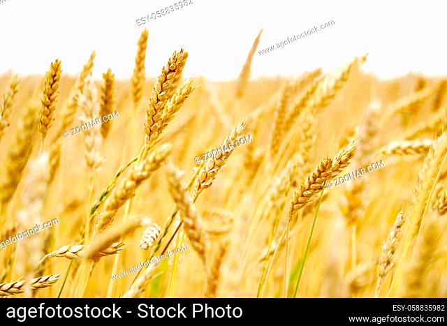 Ear of the wheat on field. Natural composition