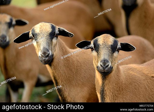 Herd of Cameroon sheep, portrait