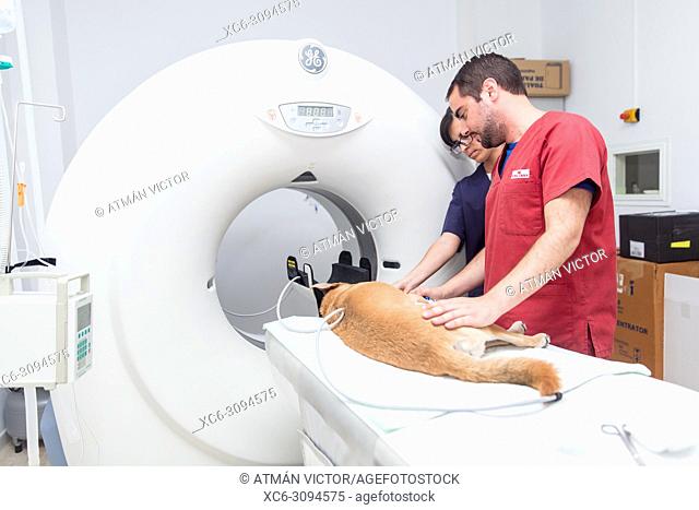 Veterinarian performing a COMPUTED AXIAL TOMOGRAPHY to a dog