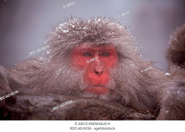 Japanese Macaque, resting in hot water, Hell's Canyon, Japan, Macaca fuscata
