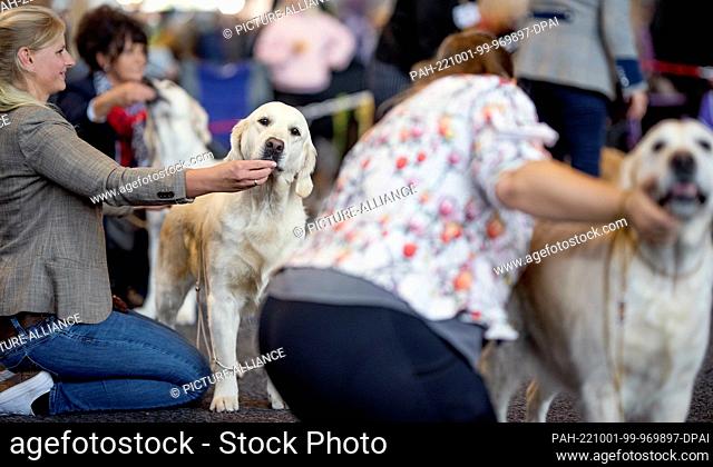 01 October 2022, Mecklenburg-Western Pomerania, Rostock: Golden Retrievers are judged by the jury at the International Pedigree Dog Show