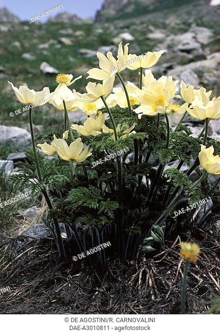 Alpine pasqueflower or Alpine anemone (Pulsatilla alpina), Ranunculaceae, Prati del Vallone botanical garden, Piedmont, Italy