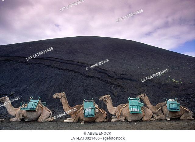 Camels with seats resting. National Park. Black volcanic sand. Fire Mountains