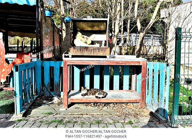 23 January 2019, Turkey, Izmir, Selcuk: A stray cat lies under a counter in a street. Photo: Altan Gocher | usage worldwide. - Izmir/Turkey
