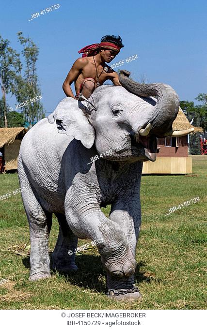 White elephant at the Elephant Festival, Surin Elephant Round-Up, Surin Province, Isan, Isaan, Thailand