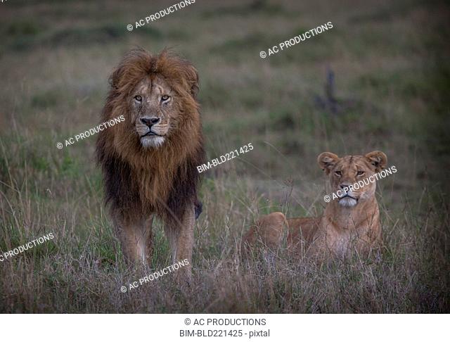 Lion and lioness in remote field