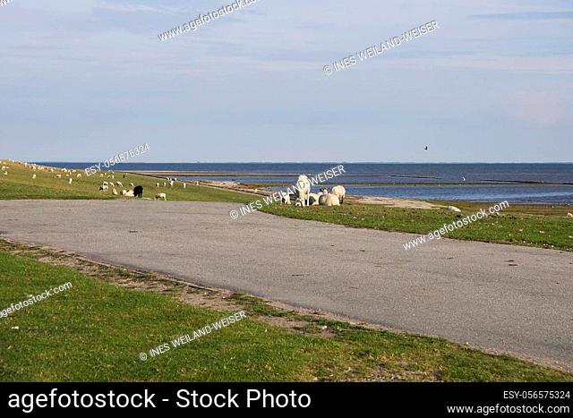 sheeps near tinnum, a village at sylt island, germany