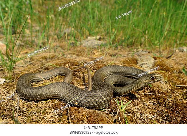 Eastern Montpellier Snake  (Malpolon insignitus, Malpolon monspessulanus insignitus ), juvenile creeping over ground with mossy dry grass, Greece, Chalkidiki