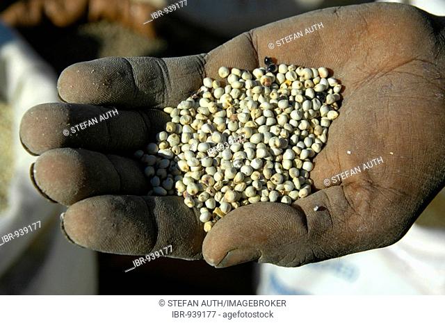 Hunger, grain in the palm of a hand, Debark market, Ethiopia, Africa