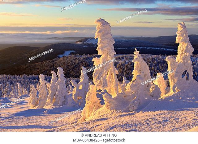 Germany, Saxony-Anhalt, Harz National Park, view from the lump over woods in winter, deeply snow-covered spruces, morning light