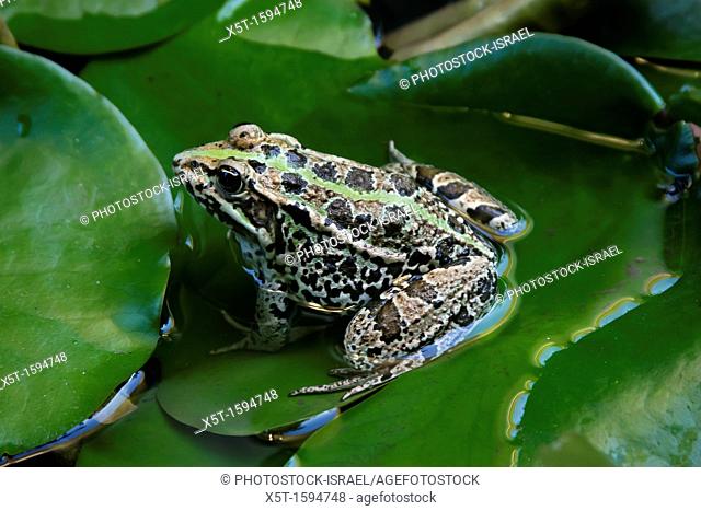 European green toad Bufo viridis or Pseudepidalea virdis on water lily leaf