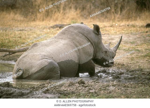 White Rhinoceros (Ceratotherium simum) Kruger, S. Africa