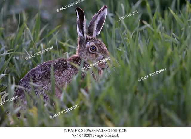 Brown Hare / European Hare ( Lepus europaeus ) hiding in, feeding on winter wheat, at dusk, late in the evening, anxious