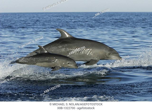 Off shore Bottlenose Dolphin Tursiops truncatus in deep offshore waters of the northern Gulf of California Sea of Cortez, Mexico