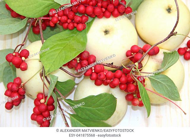 Schisandra and white apples. Still life with clusters of ripe schizandra and white apples. Harvest with red schisandra chinensis plants with ripe fruits and...